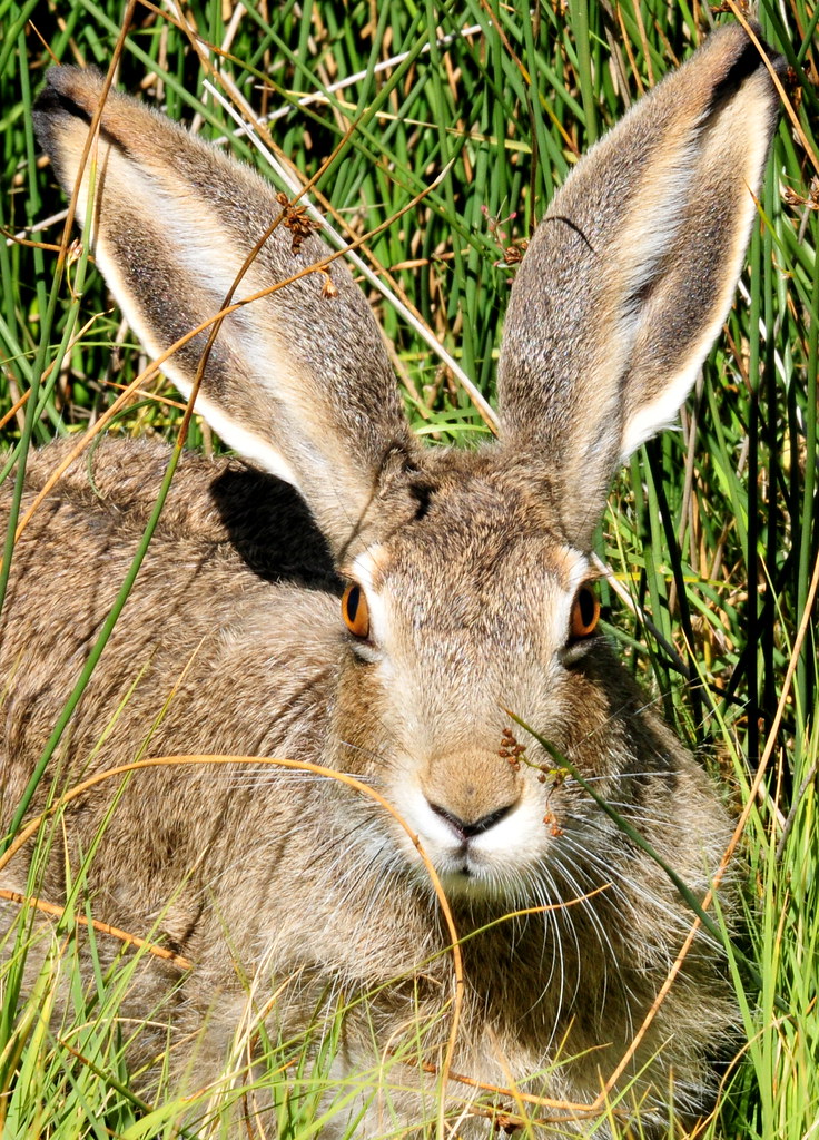 Whitetailed Jackrabbit on Seedskadee National Wildlife Re… Flickr