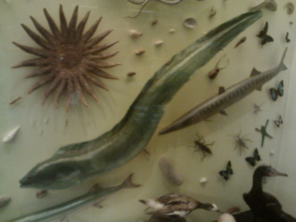 Electric Eel KingdomAnimalia PhylumChordata SuperclassO… Flickr