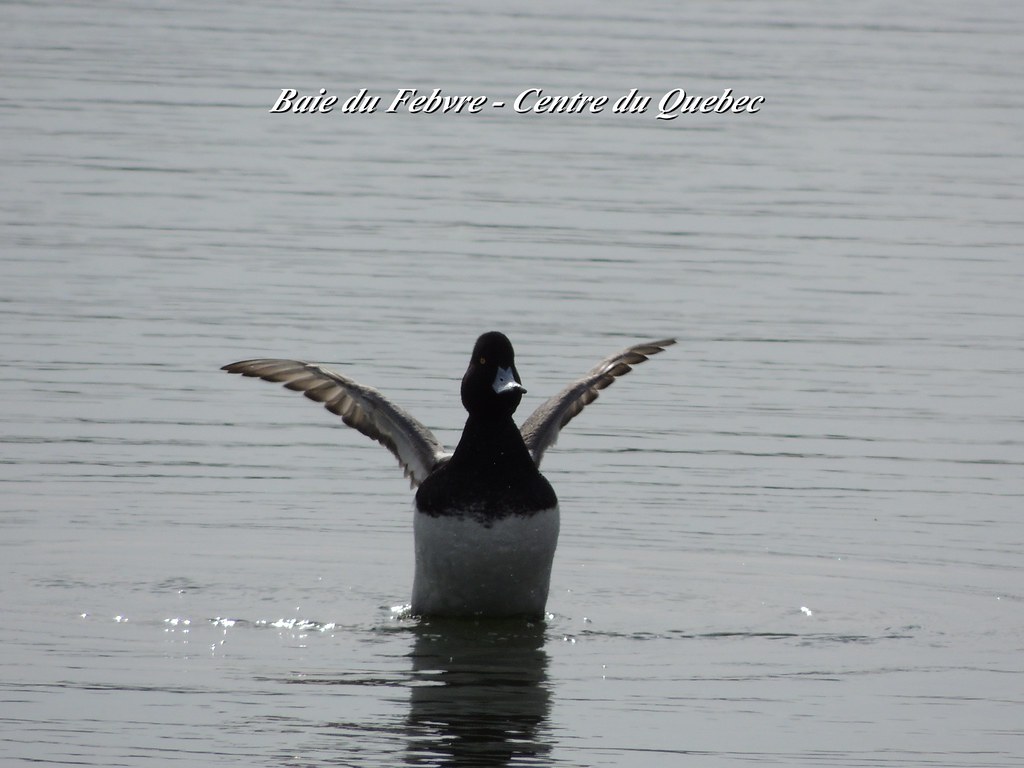 2012 09 Baie du Febvre Centre du Quebec Avril Flickr