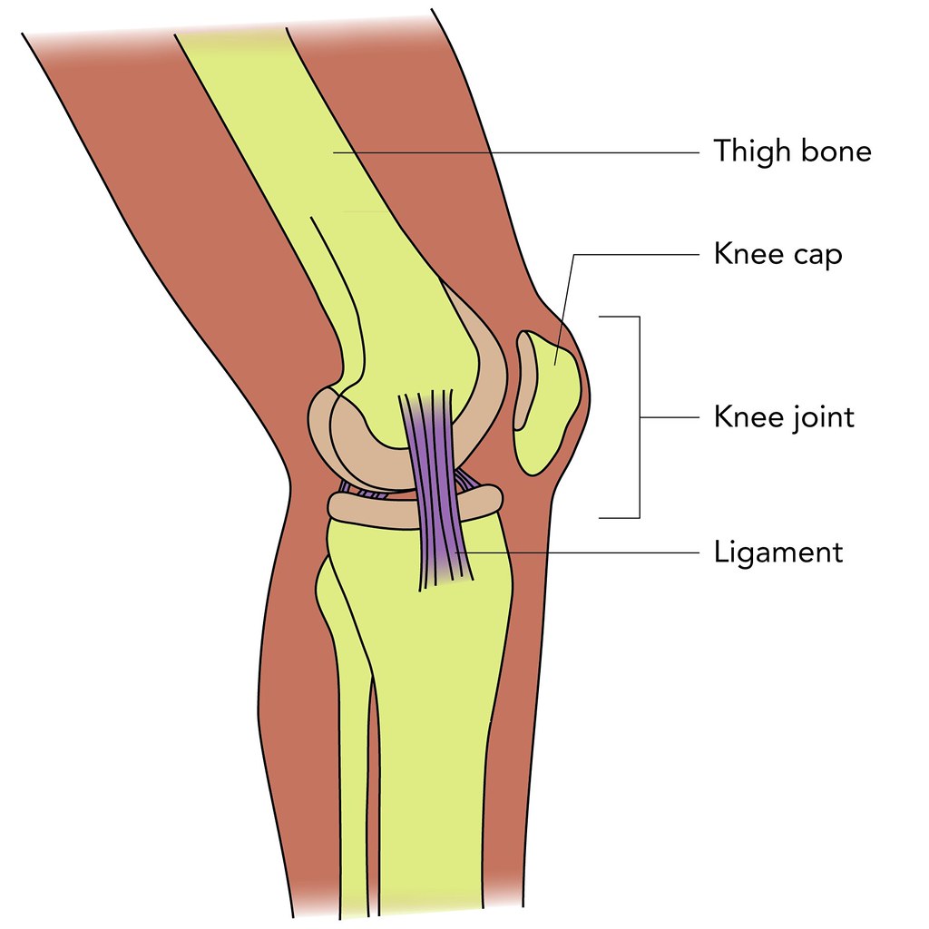 Knee structure Illustration used in Gr 46 Natural Science… Flickr