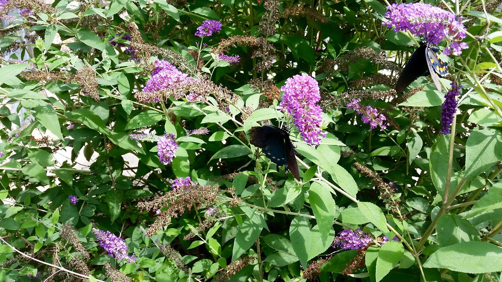 Butterfly Bush A bush that attracted dozens of butterflies… Flickr