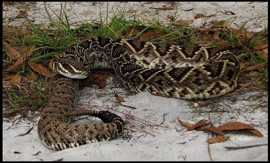 eastern diamondback rattlesnake 12 3 13 a s. central FL