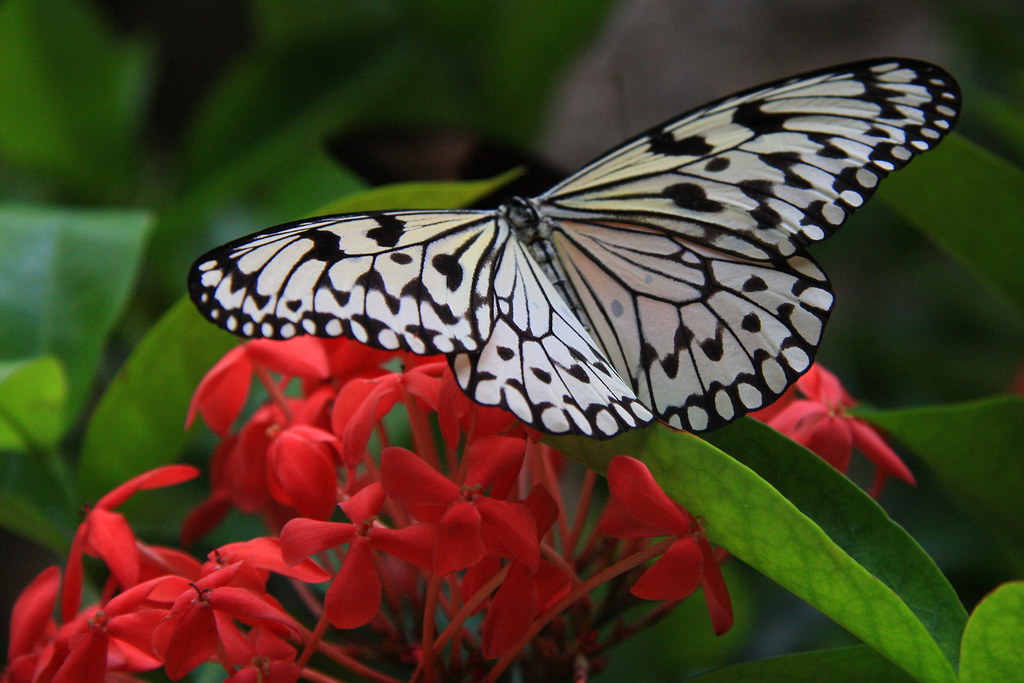 The Butterfly Palace Branson, MO Branson Convention and Visitors
