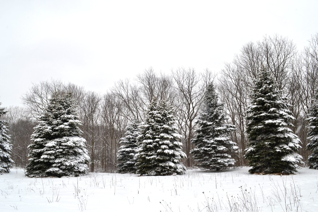 snowstorm Palmer Park Janesville, WI last good snowfall … Flickr