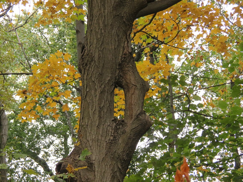 Inosculation? Van Cortlandt Park. BulldogLloyd Flickr