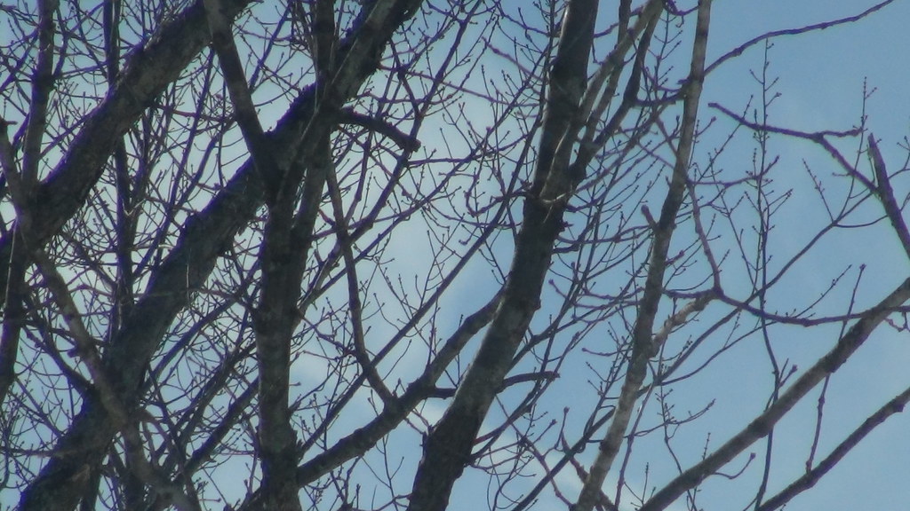 February 20, 2014 Hazleton PA Peggy Sheridan Flickr