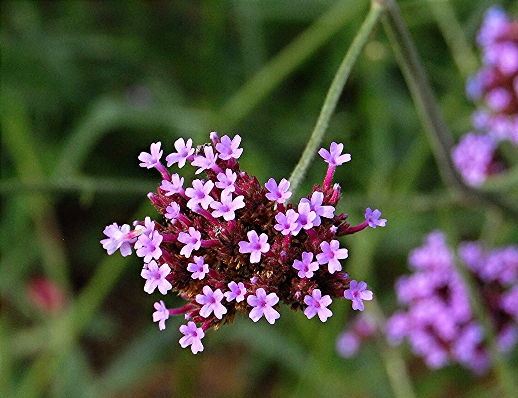 Fall Flowers Heidelberg, Germany riderwoodman Flickr