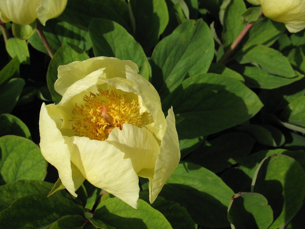 Paeonia mlokosewitschii (Golden Peony or Caucasian Peony),… Flickr