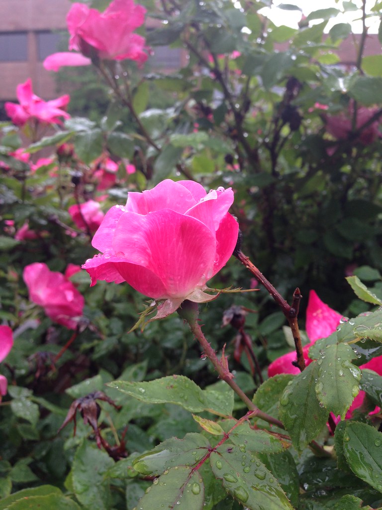 Afternoon flower Farmington Hills, Michigan MissouriMatt Flickr