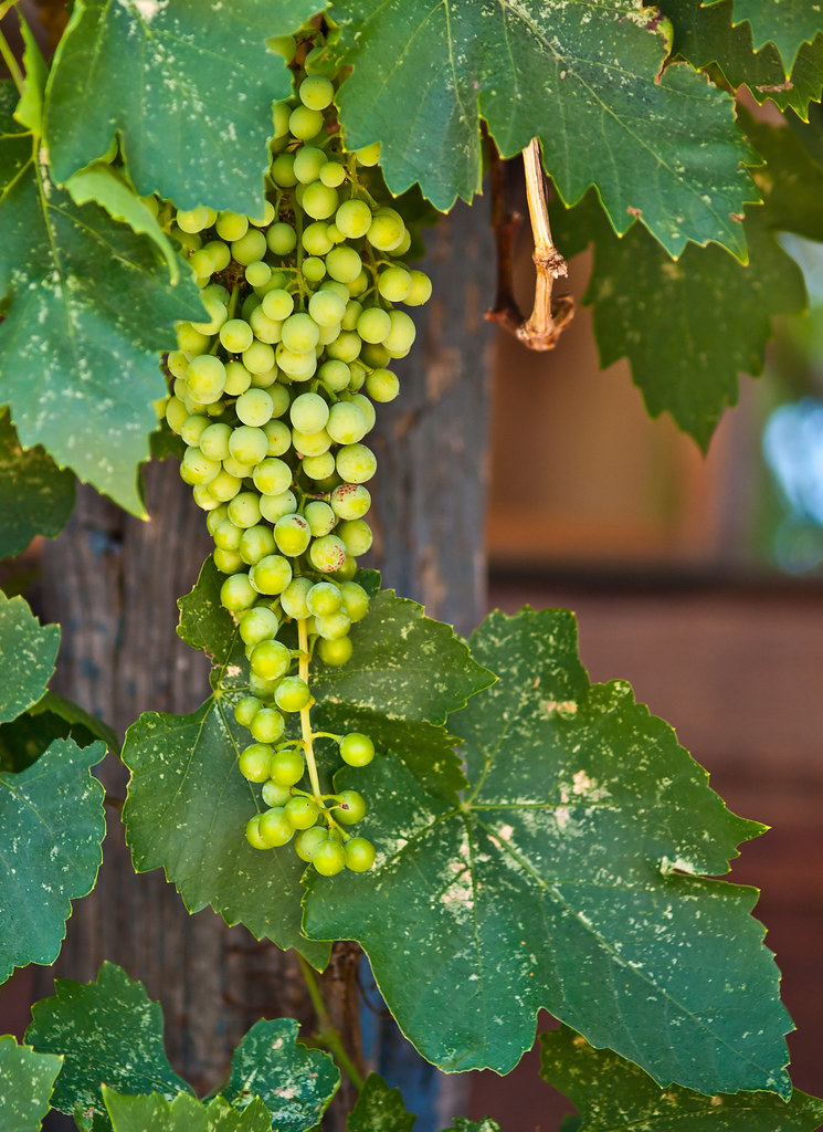 Grape cluster in Arizona In Arizona, we grow grapes. Flickr