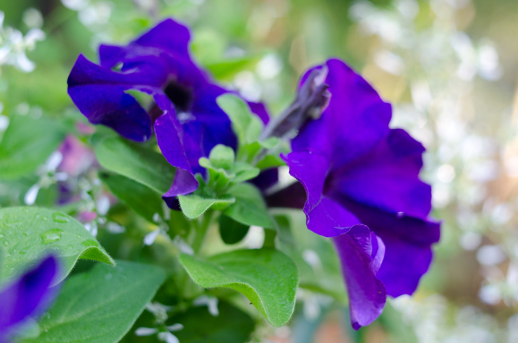 flowers june2015 022 maryellen hodgkins Flickr