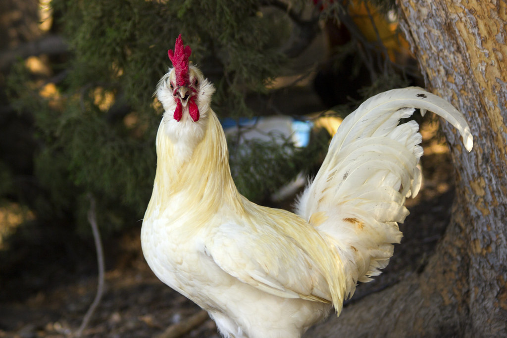 Fair Oaks roosters Flickr