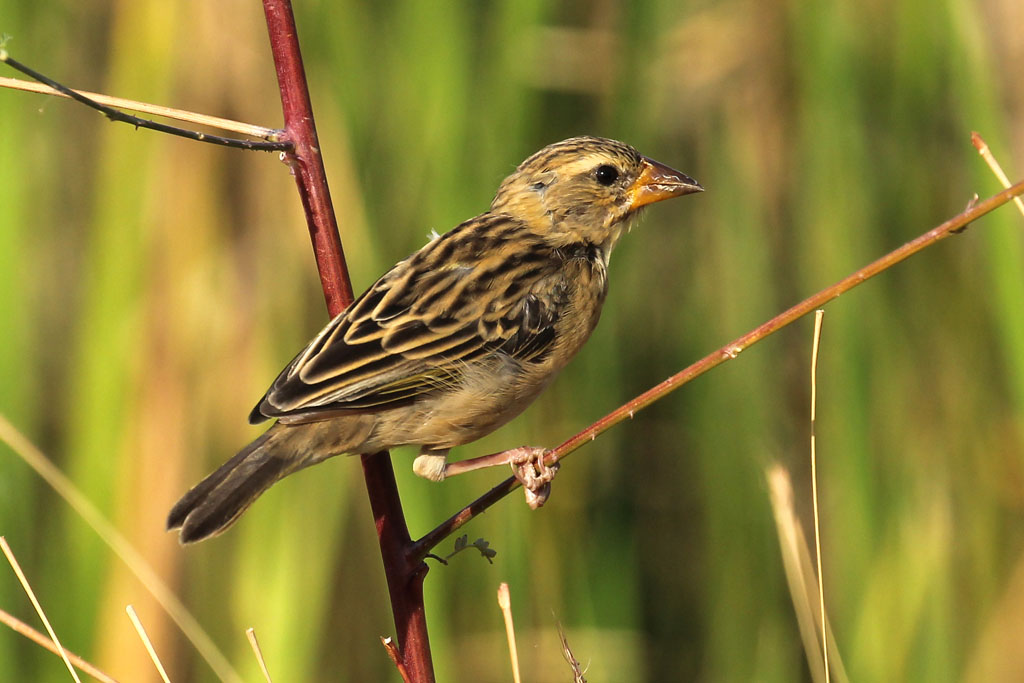 Baya Weaver Ploceus philippinus A Baya Weaver in a reed … Flickr