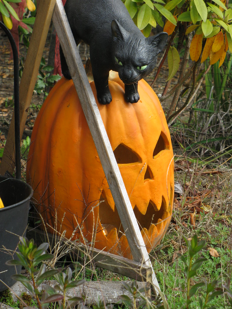 Black Cat & JackoLantern How Halloween Can You Get? Flickr