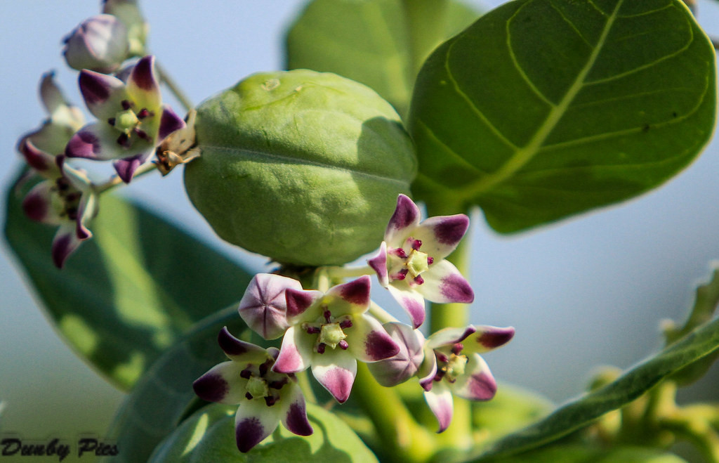 Curacao Bloemen Bloemen