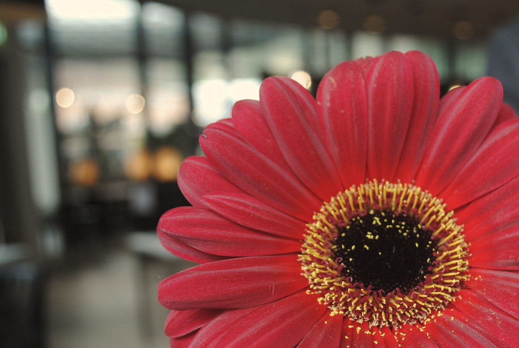 Red Flower Basel, Switzerland Kim Karolin Fröhlich Flickr
