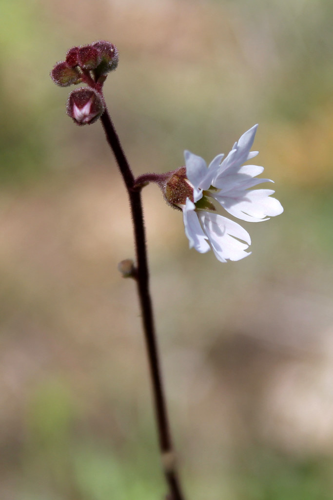 IMG_3009 Upper Table Rock, Oregon Eryn Flickr