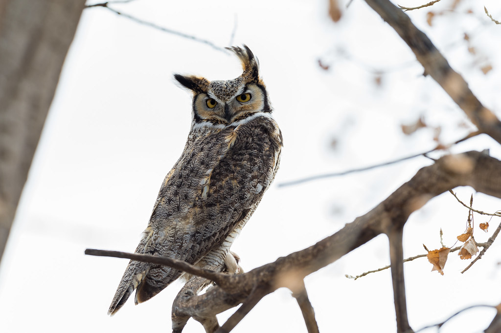 Great Horned Owl (M) Had a great time in Southern Alberta … Flickr