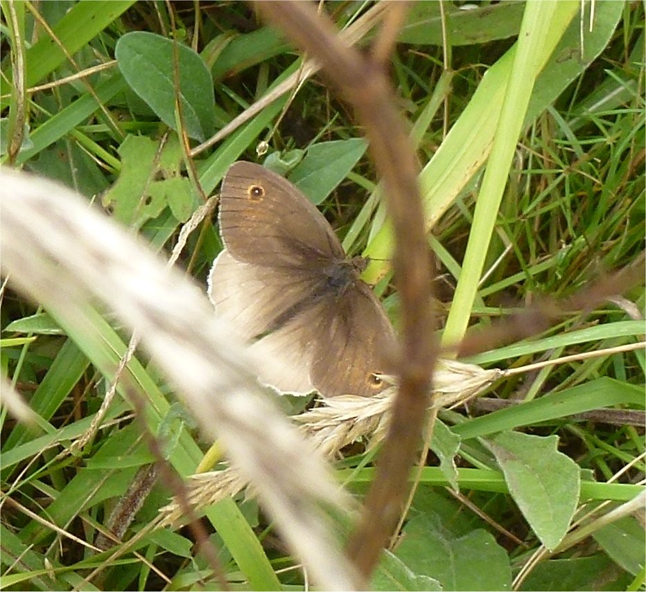 Meadow brown (aberrant form) (2) Lancing pond August 2013 Flickr