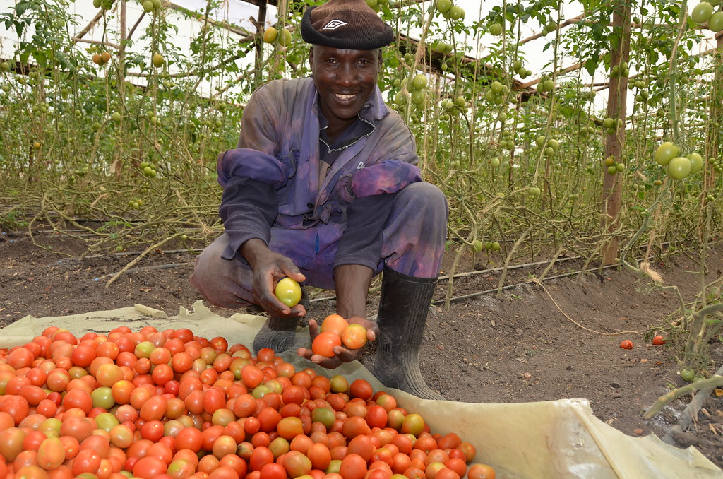 Greenhouse Farming in Kitengela, Kenya Flickr