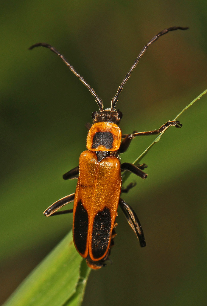 Goldenrod Soldier Beetle Chauliognathus pennsylvanicus, … Flickr