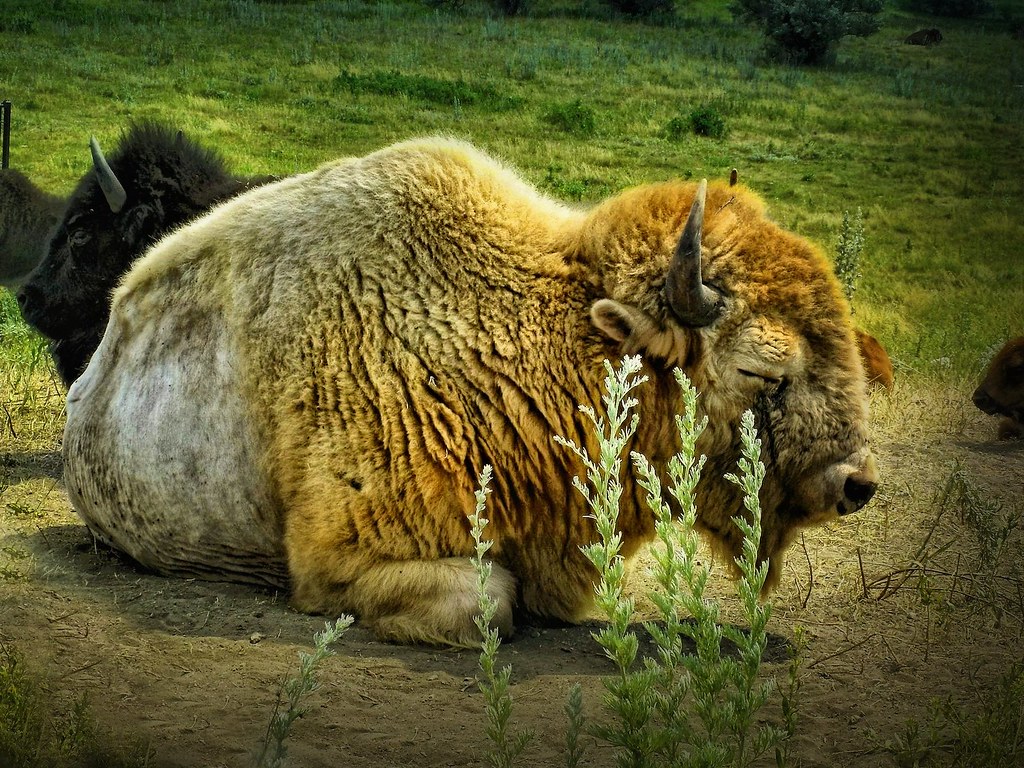 White Cloud ll White Cloud Albino buffalo at the Frontie… Flickr