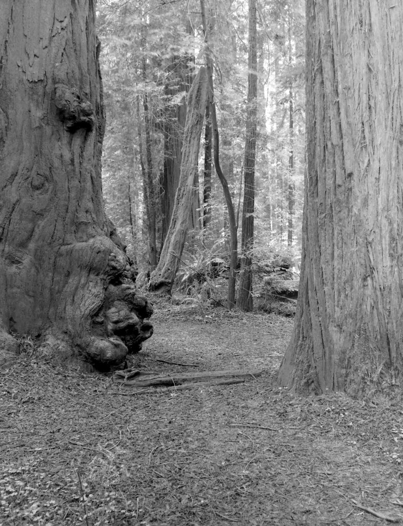 Redwood forest Bob Anderhalt Flickr