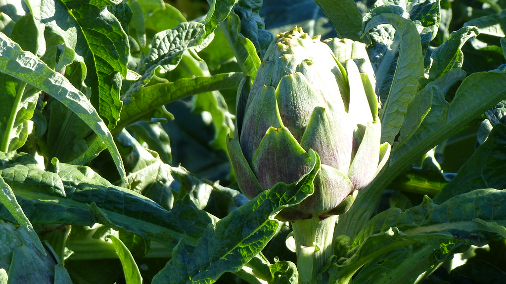 Artichoke in artichoke field, California Ali Eminov Flickr