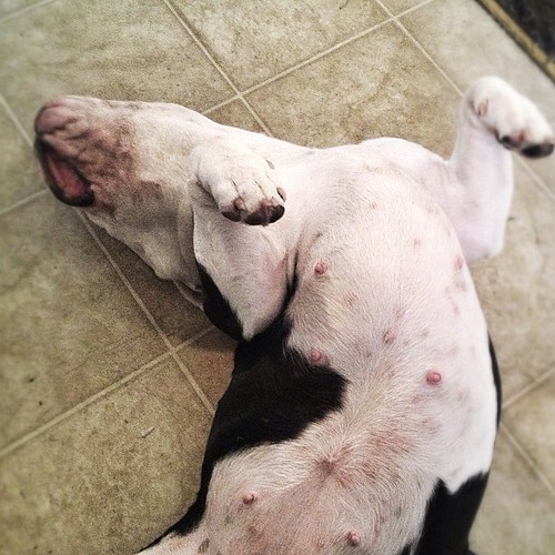 Belly Up! iphone puppy Kevin Etter Flickr