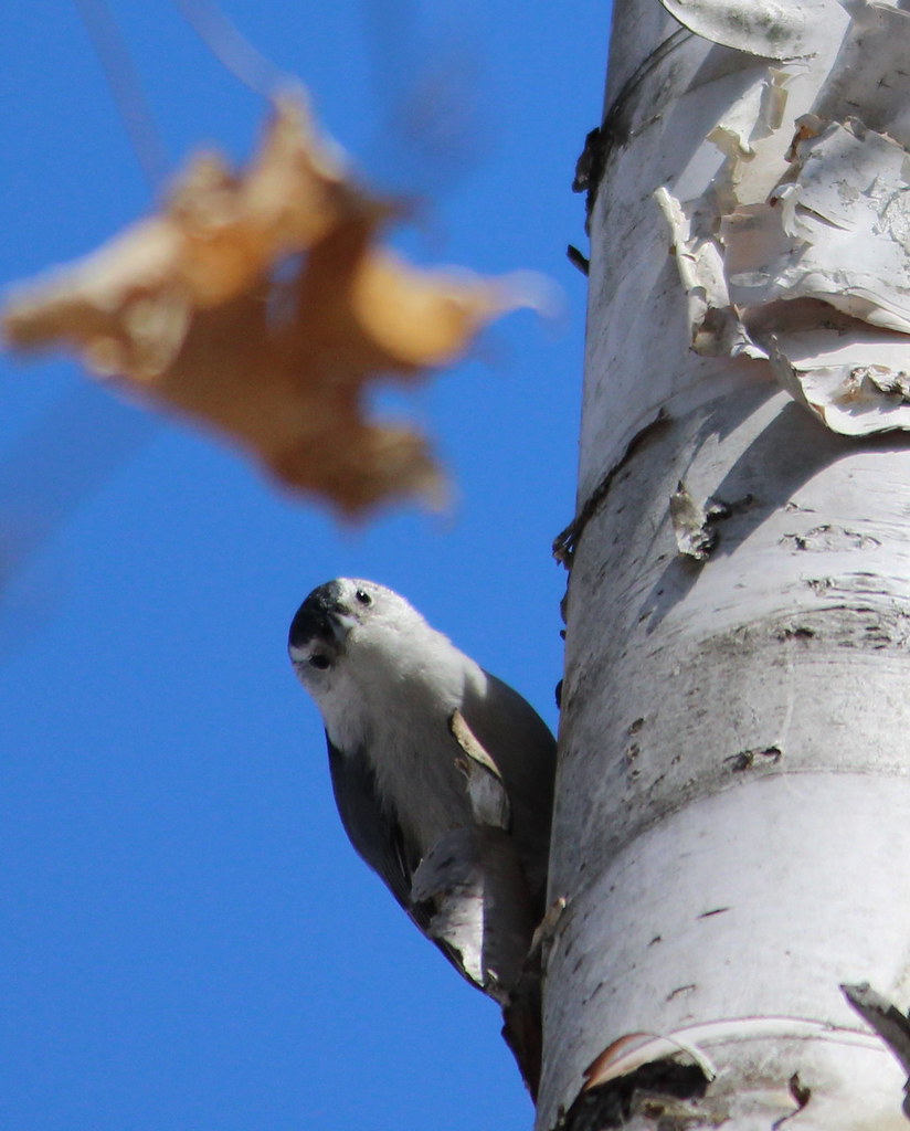 IMG_5538bird on the Birch The bird on the birch really bl… Flickr