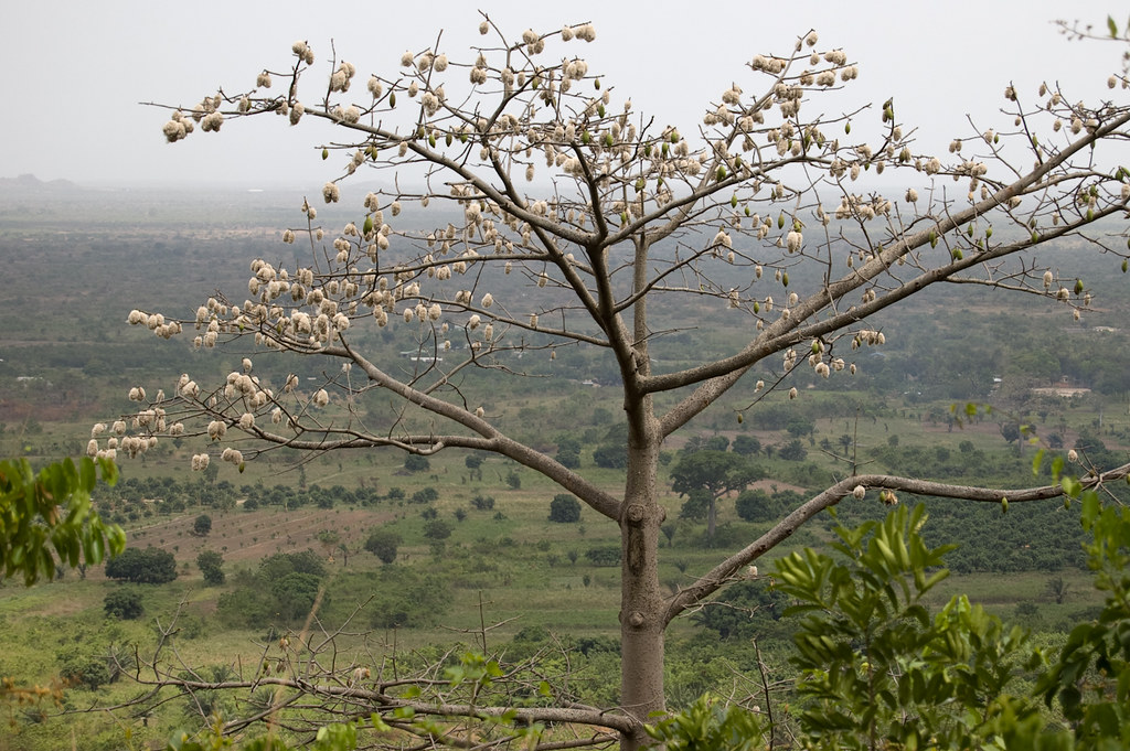 Kapok in fruit On the slopes of the Akwapim mountains near… Flickr