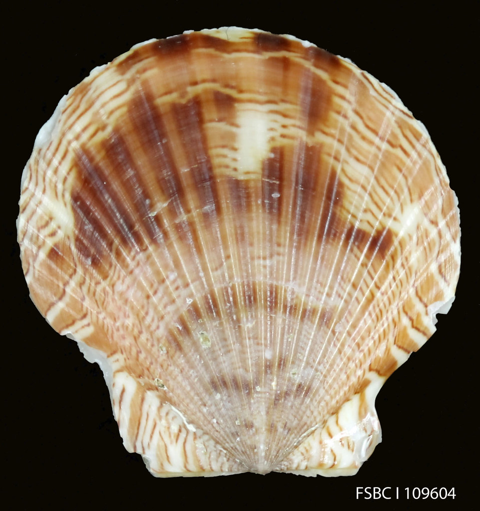 WavyLined Scallop Scientific name Aequipecten lineolaris… FWC