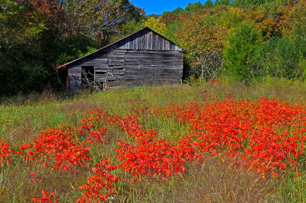 Old barn near Pencil Bluff, Arkansas, fall sumac Keith Sutton Flickr