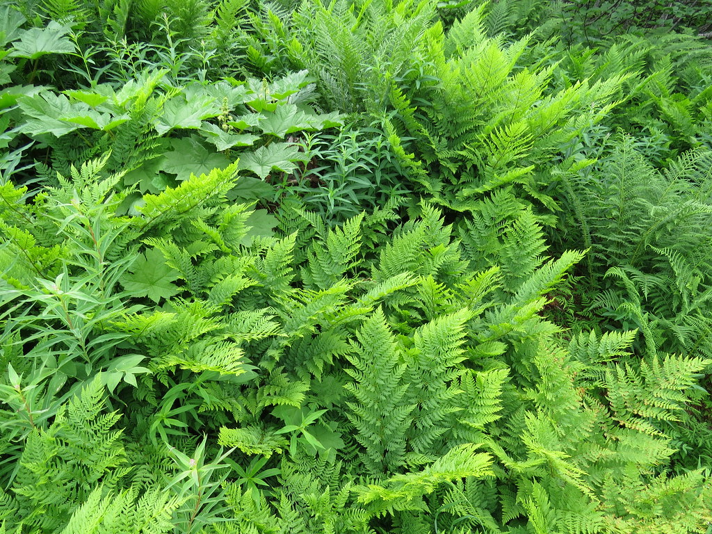 Ferns Ferns on the slope of Alyeska Mountain near Anchorag… Flickr