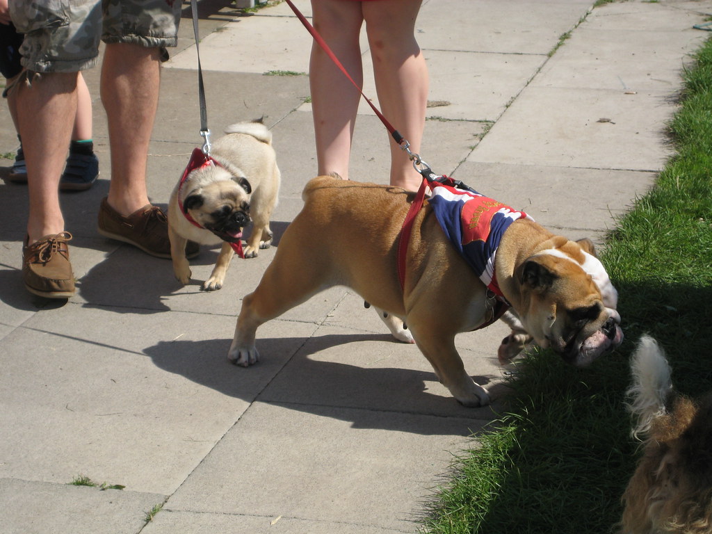 Save Our Strays Dog Show Redcar Rugby Club 26 August 2013 Flickr