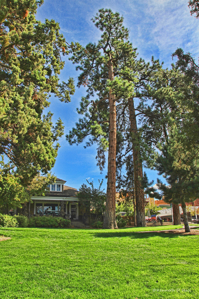 Ponderosa pines in Drake Park Bend Oregon Ken Hall Flickr