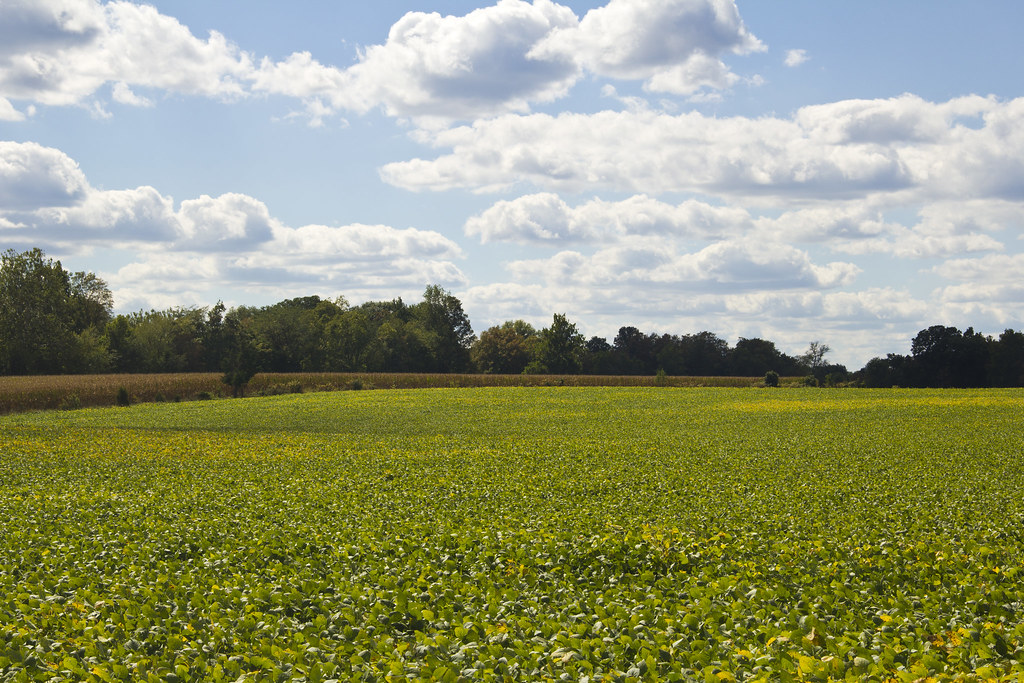 On the Farm 3 Last day of summer in Bargersville, Indiana Bobbi