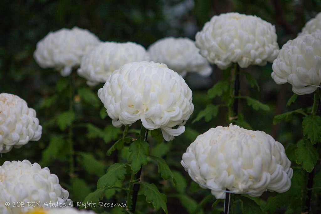 Chrysanthemums at the NY at the New York Botantical Garden… Flickr