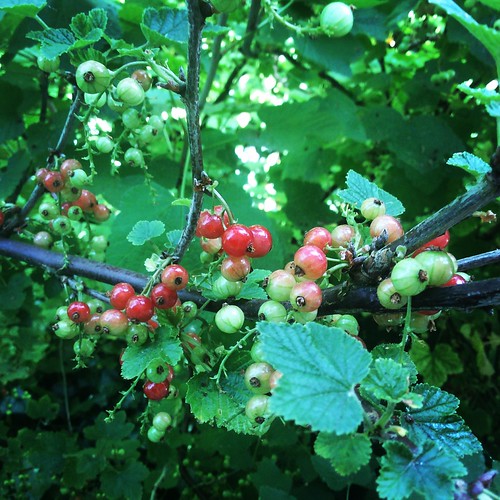 gardenfunalmostripemygardengreen Gill Coudenys Flickr