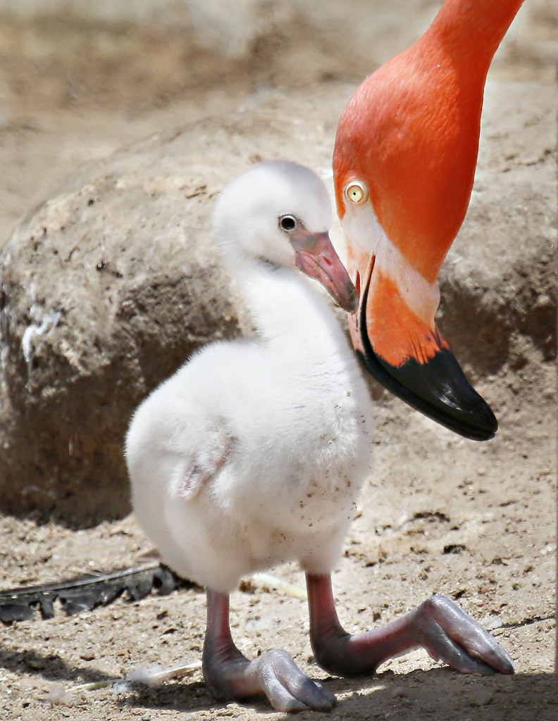 A Mother's Touch Baby Flamingo Angie Bell Flickr