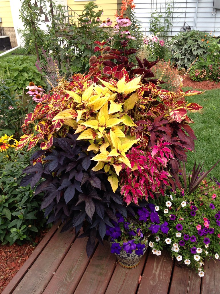 Coleus and sweet potato vine mix Container gardening Had… Flickr