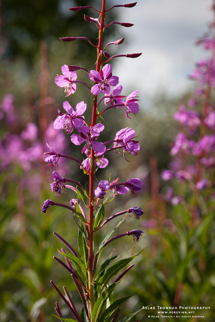 Fireweed Geitrams / Fireweed Chamerion angustifolium