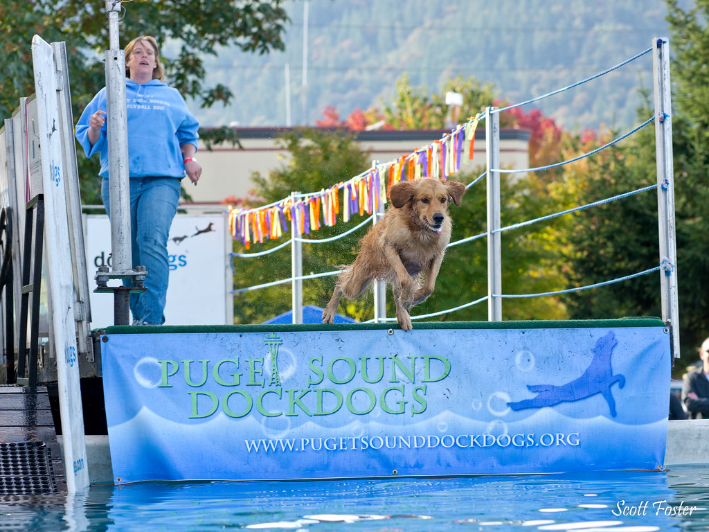 DockDogs2370263 Dock Dogs at the Issaquah Salmon Days fes… spf50