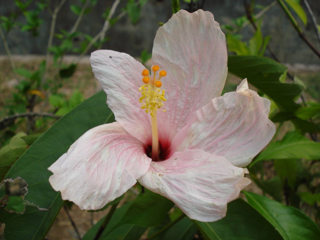 Hibiscus Flower Information In Malayalam Eveliza Tumisma