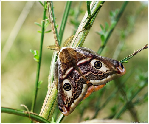 Le paon de nuit Une belle rencontre surprise le long des