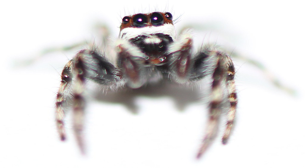 Male Gray Wall Jumper (Menemerus bivittatus) stevenw12339 Flickr