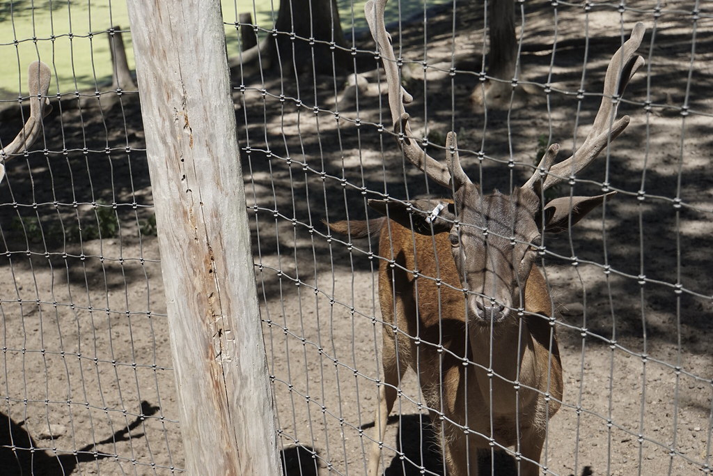 Deer Park Wisconsin Dells Deer Park Wisconsin Dells Flickr