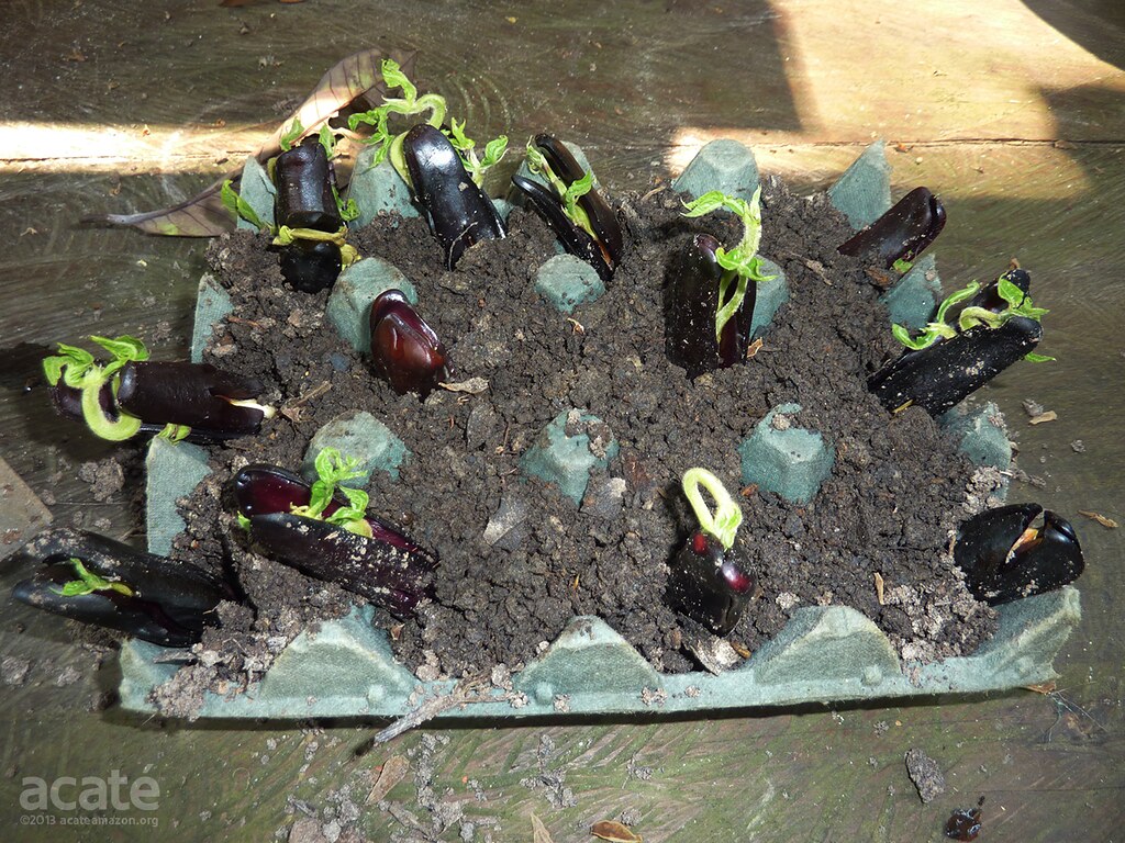 ingaedulisicecreambeanseedlingsacateamazonconserva… Flickr