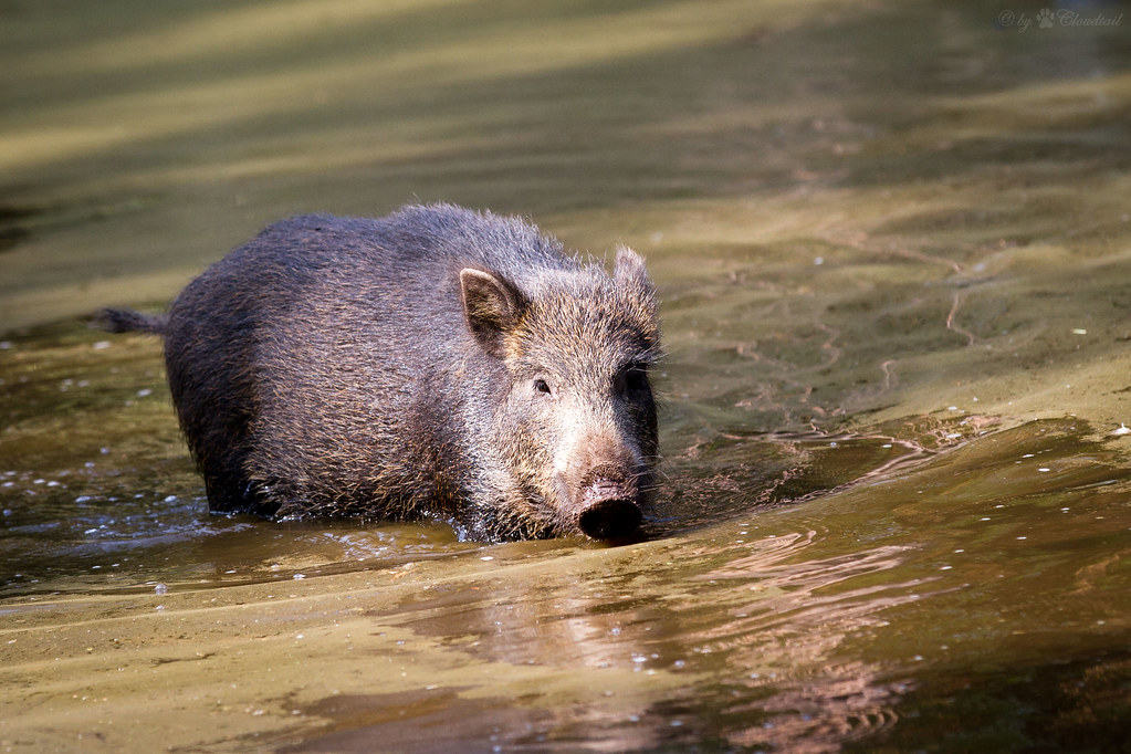 wild boar A wild boar walks through a pool If you're inter… Flickr