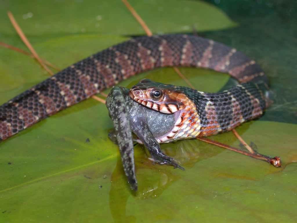 Banded Watersnake (Nerodia fasciata fasciata) eating a Mol… Flickr